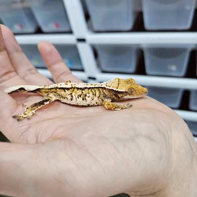 화이트핀 트라이 익스트림할리퀸