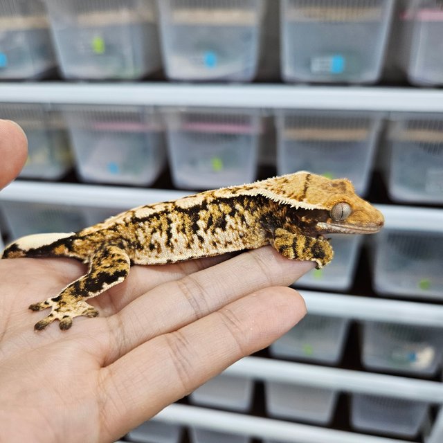 White Crown Tri Extreme Harlequin White Spot