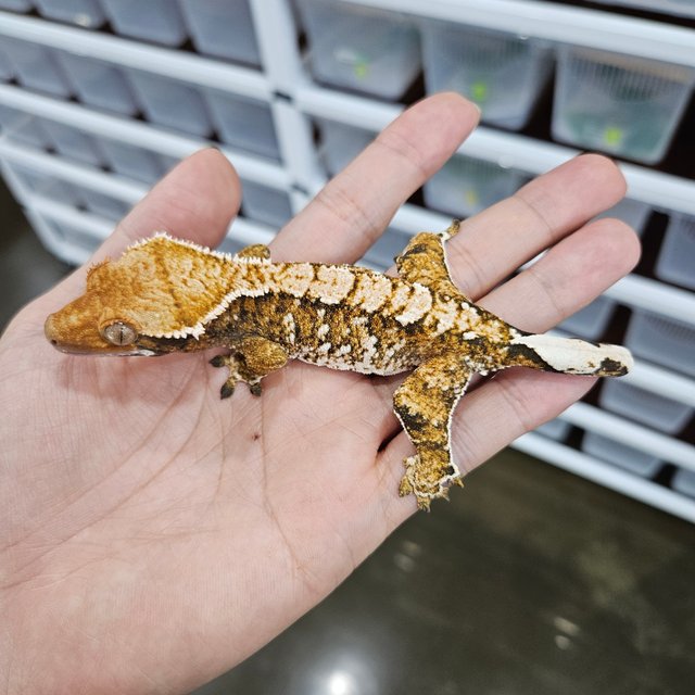 Tangerine White Crown Extreme Harlequin White Spot