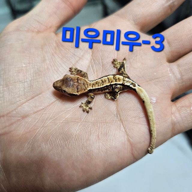 트라이 익스트림할리퀸
