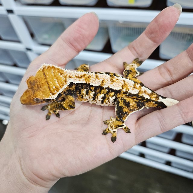 Tangerine White Crown Tri Extreme Harlequin