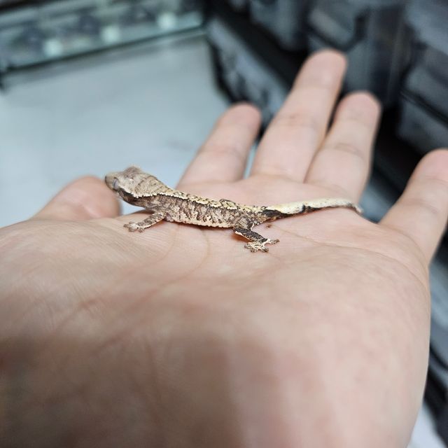 트라이 익스트림할리퀸