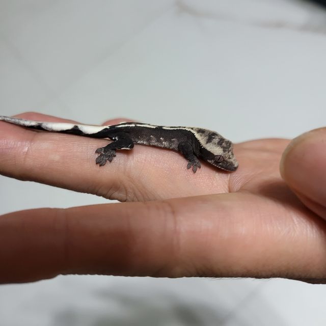 아잔틱