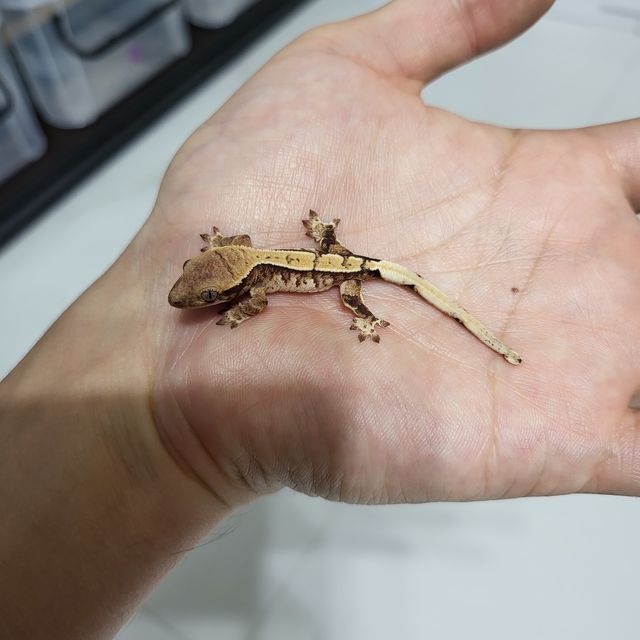 트라이 익스트림할리퀸