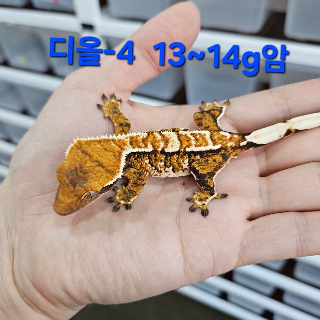 화이트핀 트라이 익스트림할리퀸 텐저린