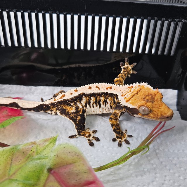 Tangerine Extreme Harlequin White Pin Tri