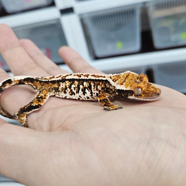 텐저린 화이트크라운 트라이 익스트림할리퀸