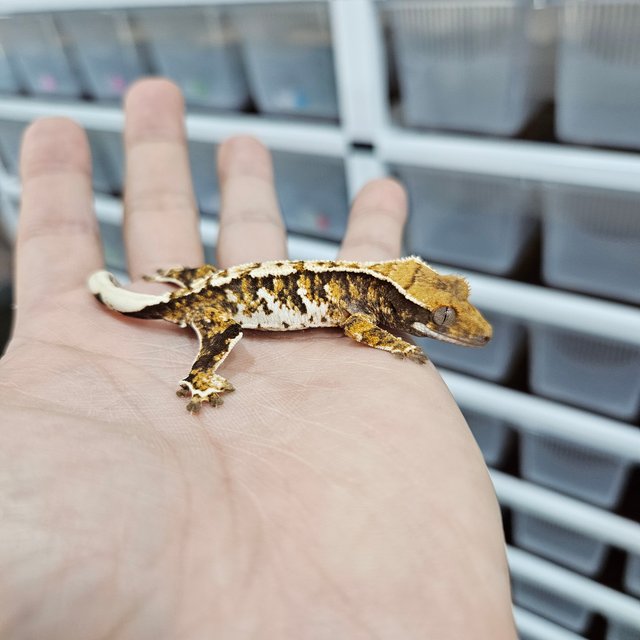 바브 화이트핀 트라이 익스트림할리퀸