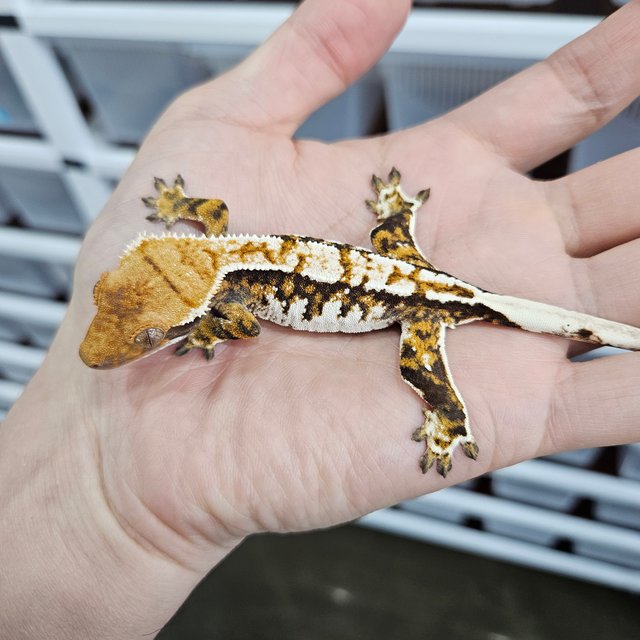 화이트크라운 트라이 익스트림할리퀸