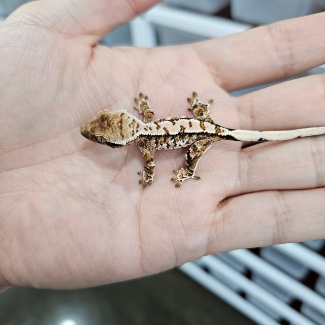 화이트핀 트라이 익스트림할리퀸