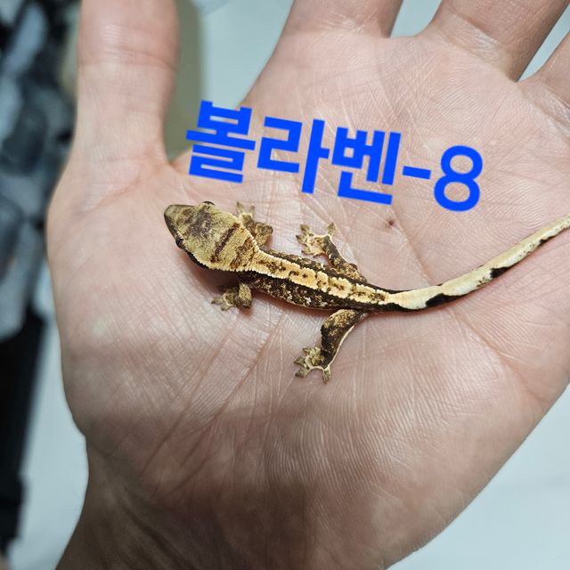 트라이 익스트림할리퀸