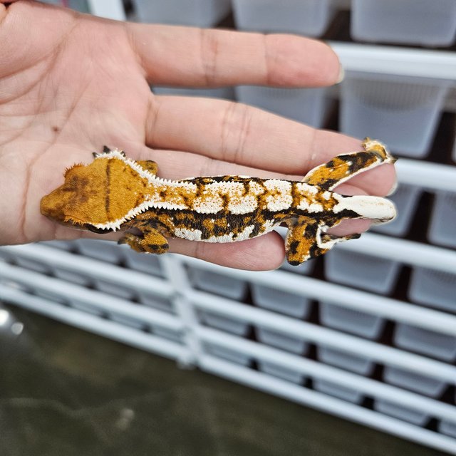 Tangerine Tri Extreme Harlequin