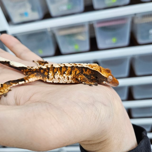 Extreme Harlequin White Pin Tangerine Tri