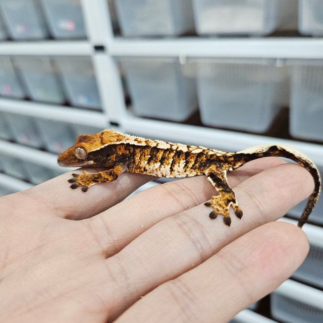 화이트핀 텐저린 트라이 익스트림할리퀸