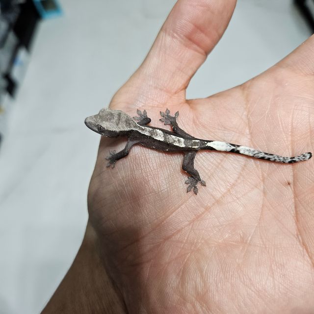 아잔틱