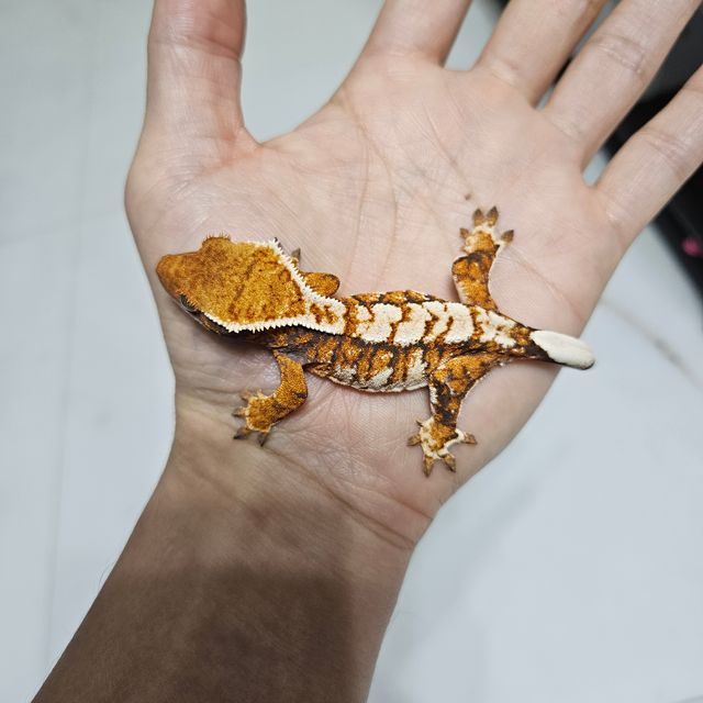 바브 트라이 익스트림할리퀸