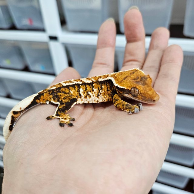 화이트핀 트라이 익스트림할리퀸 텐저린