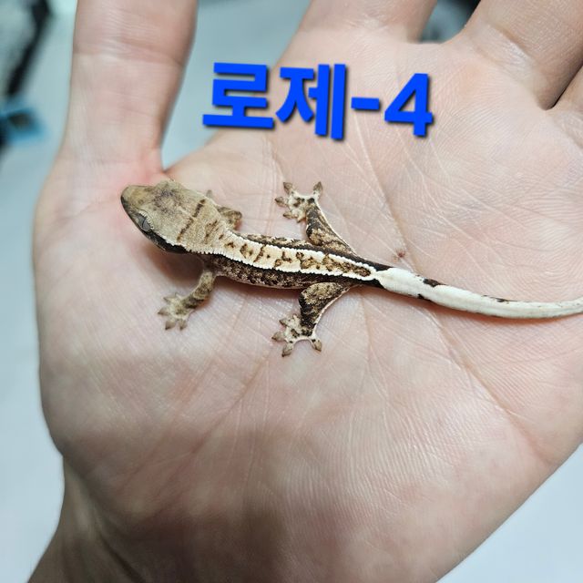 트라이 익스트림할리퀸