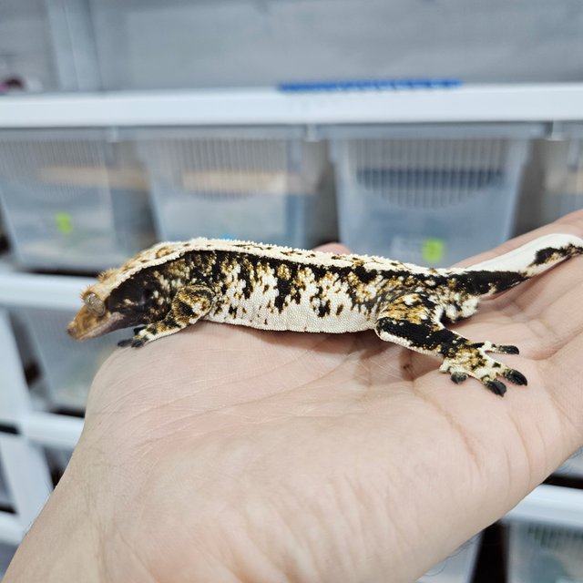 Tri Extreme Harlequin White Crown