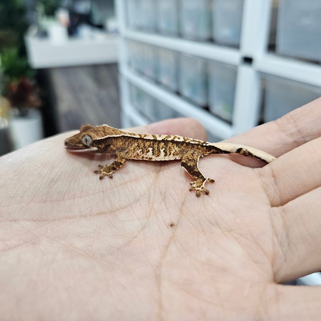 화이트핀 트라이 익스트림할리퀸