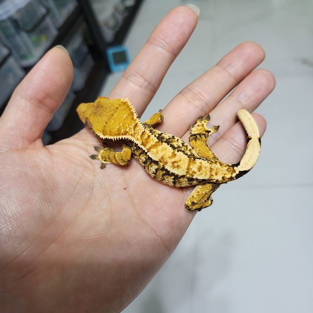 트라이 익스트림할리퀸