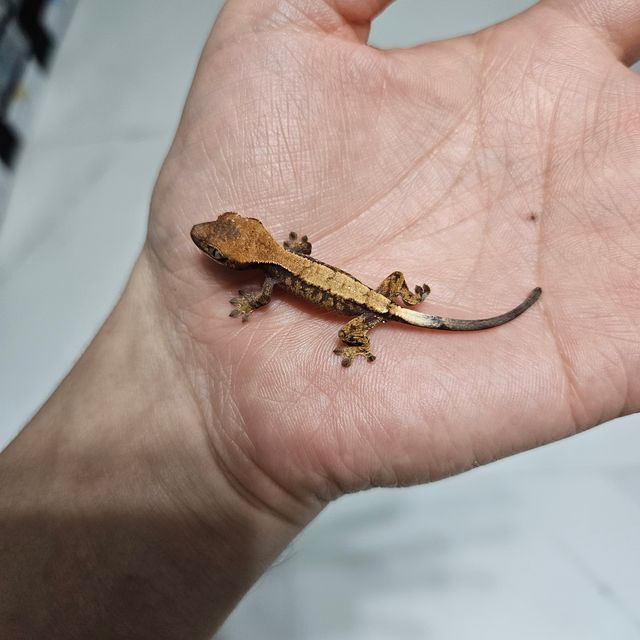 세이블