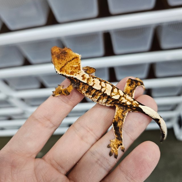 화이트핀 텐저린 트라이 익스트림할리퀸