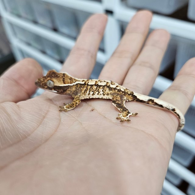 화이트핀 트라이 익스트림할리퀸