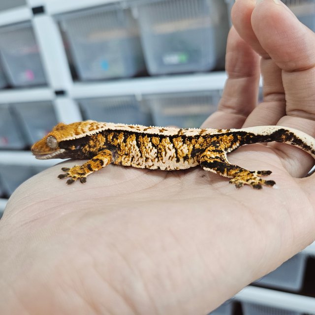 Tri Extreme Harlequin White Pin