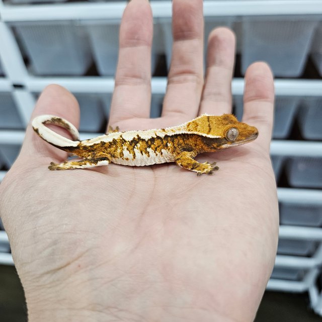 트라이 익스트림할리퀸