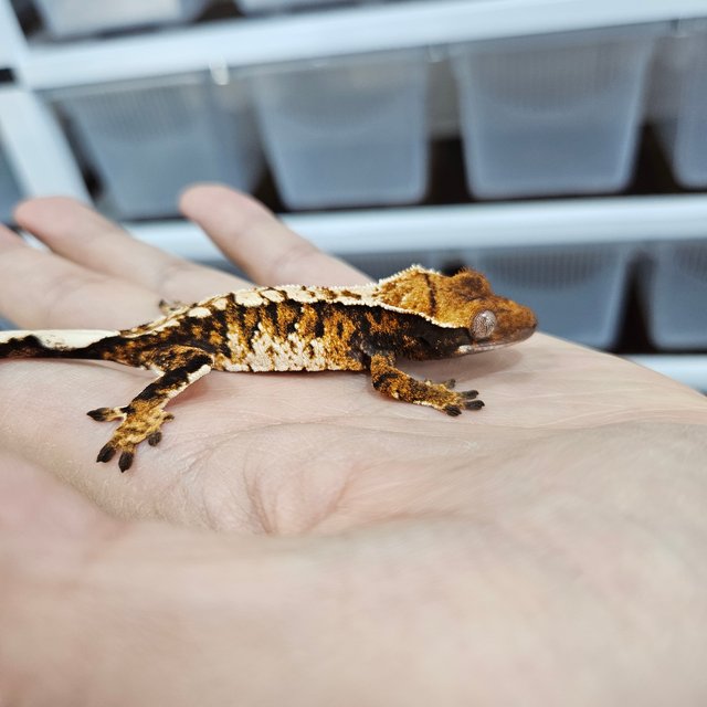 화이트핀 텐저린 트라이 익스트림할리퀸