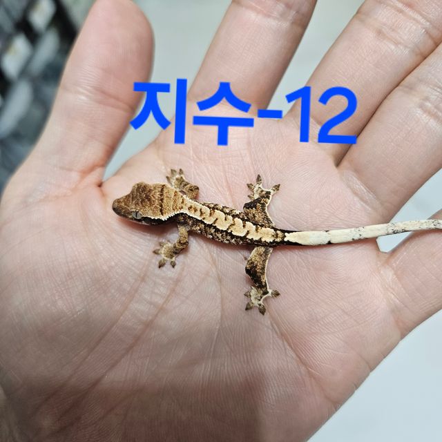 트라이 익스트림할리퀸 화이트스팟
