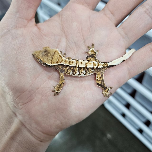 Tri Barb White Pin Extreme Harlequin