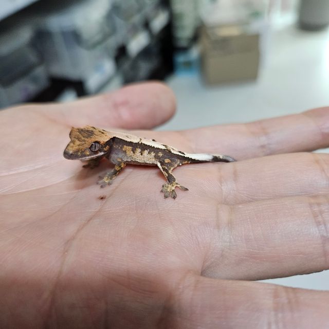 트라이 세이블
