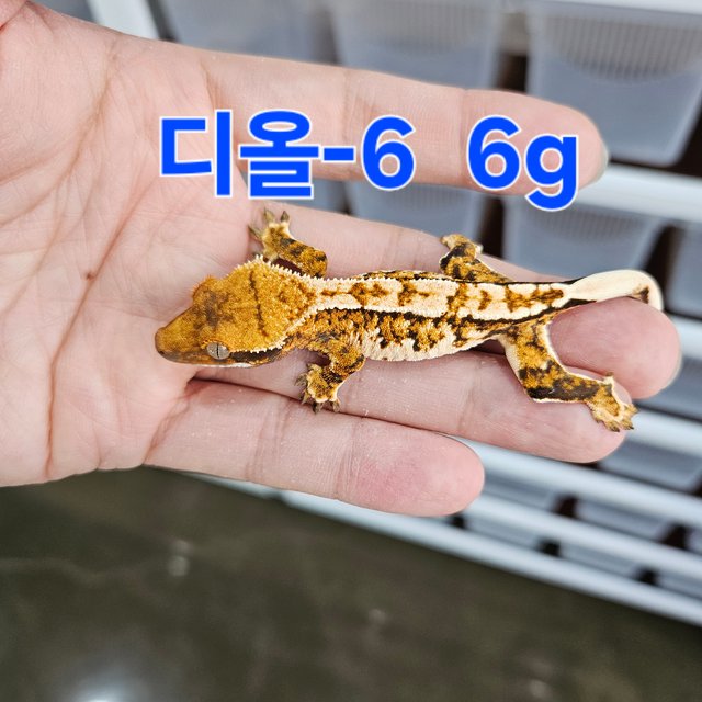 바브 화이트핀 트라이 익스트림할리퀸