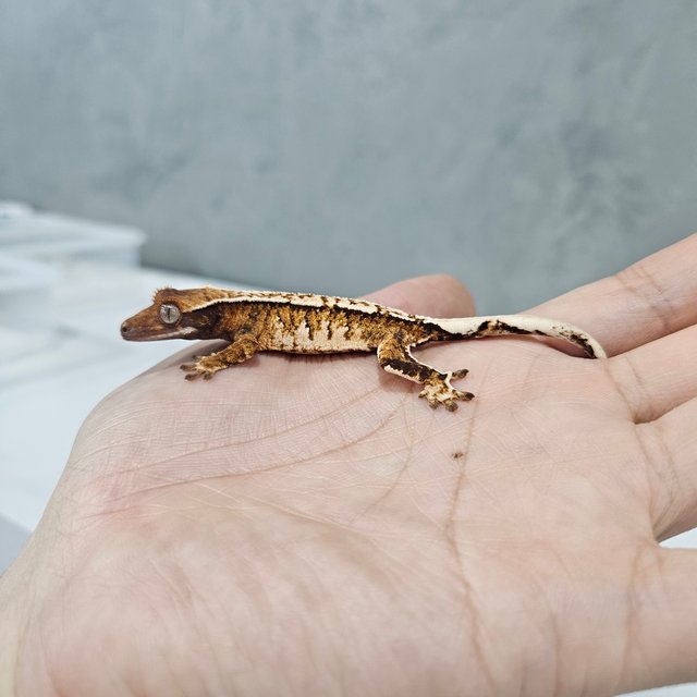 바브 화이트핀 트라이 익스트림할리퀸