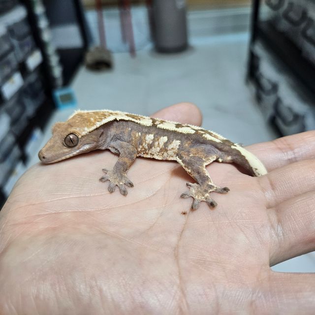 세이블 트라이