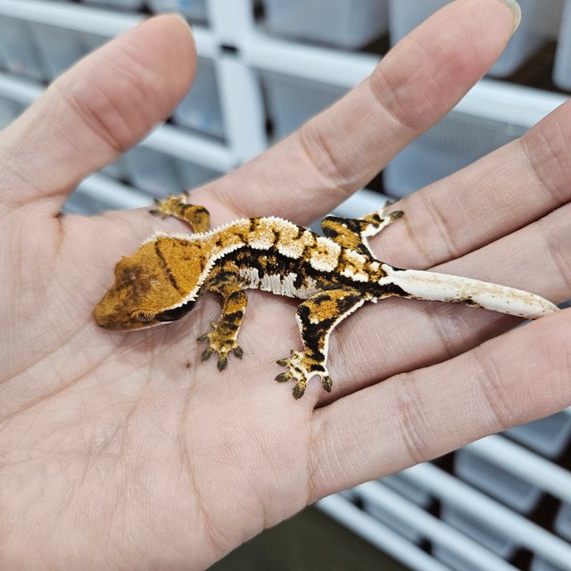 텐저린 트라이 익스트림할리퀸