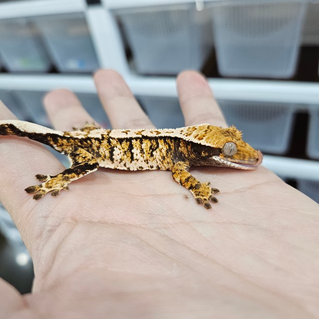 화이트핀 트라이 익스트림할리퀸