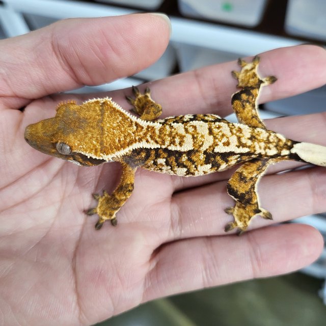 White Crown Tangerine Tri Extreme Harlequin White Spot
