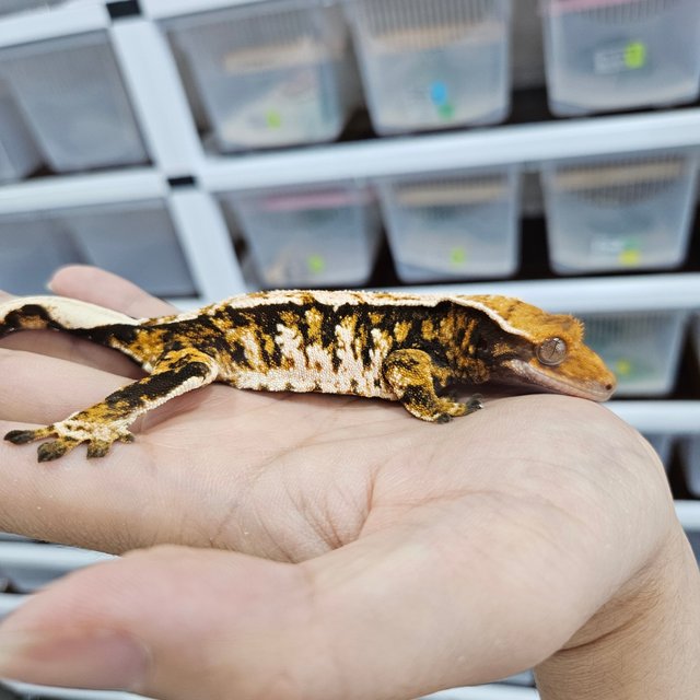 Tangerine White Crown Tri Extreme Harlequin