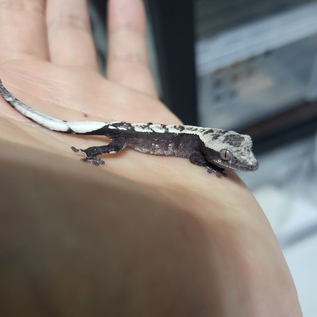 아잔틱