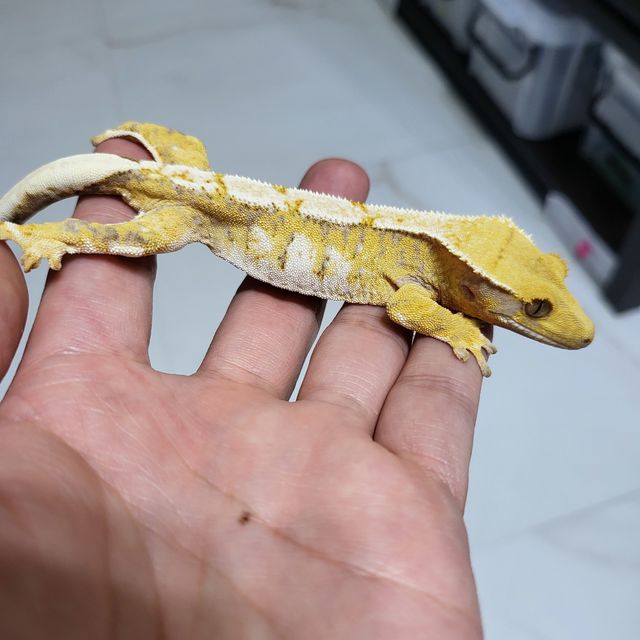 트라이 익스트림할리퀸