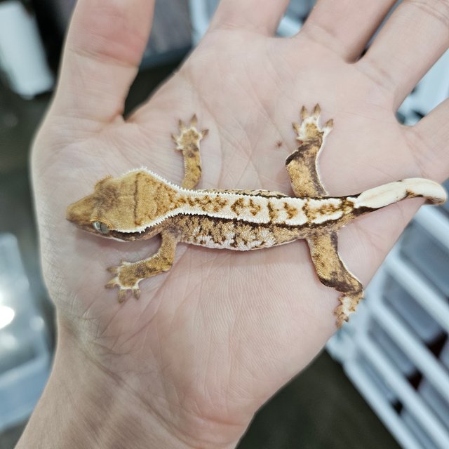 Tri Extreme Harlequin