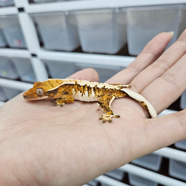 트라이 익스트림할리퀸