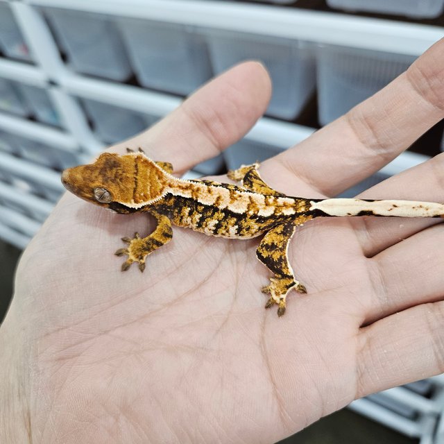 화이트핀 텐저린 트라이 익스트림할리퀸