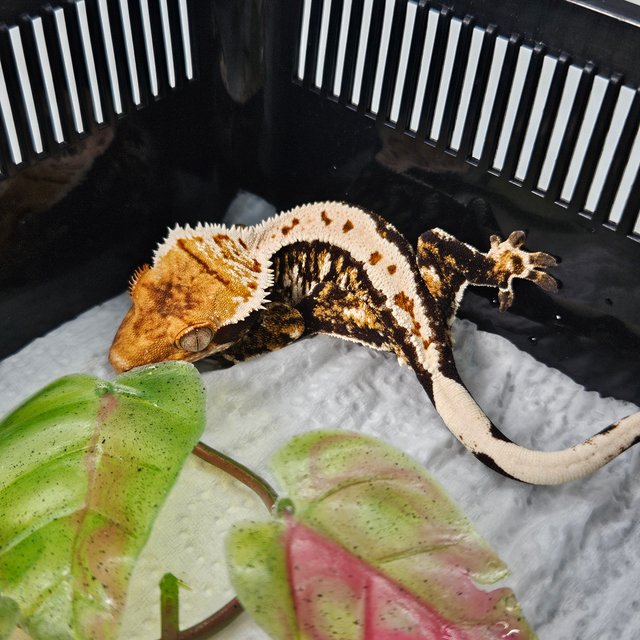 Tangerine Extreme Harlequin White Pin Tri