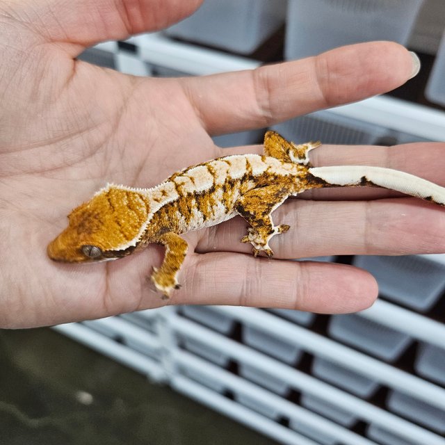 White Pin Tri Extreme Harlequin