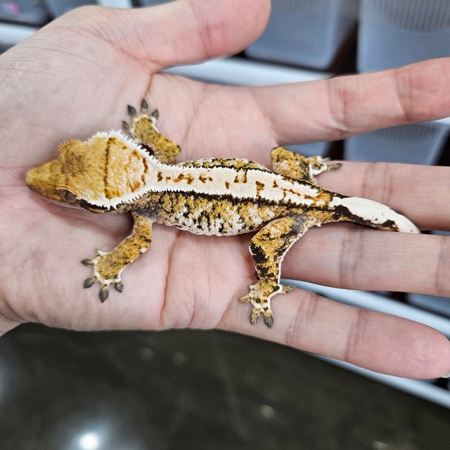 White Pin Extreme Harlequin Tri