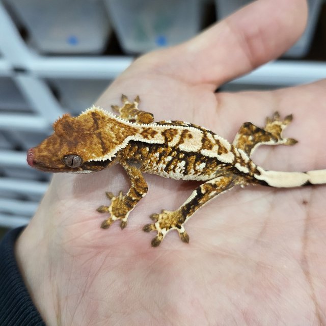 Extreme Harlequin White Crown Tangerine White Spot Tri